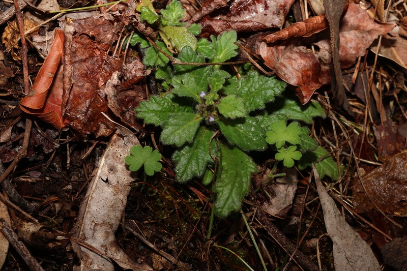 Ajuga sinuata photo 4