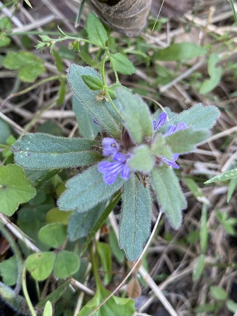 Ajuga sinuata photo 5
