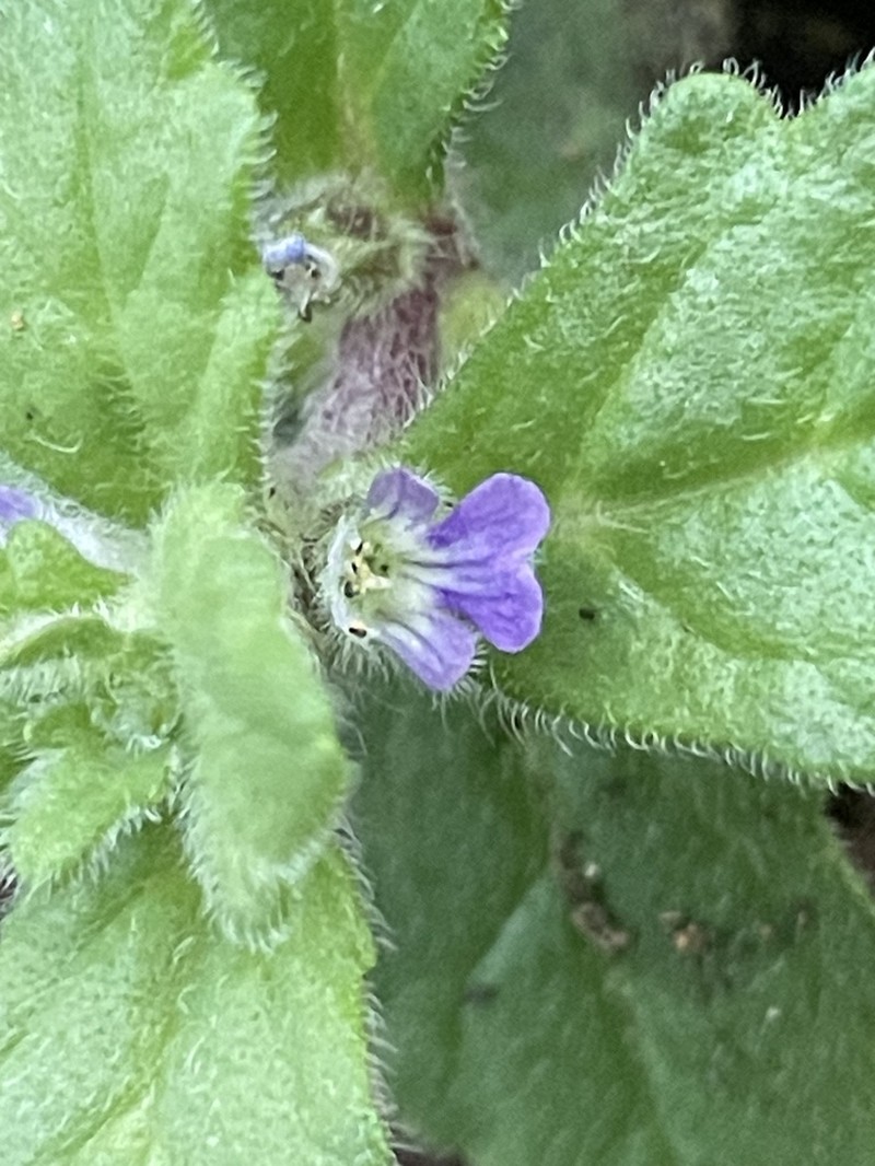 Ajuga sinuata photo 6