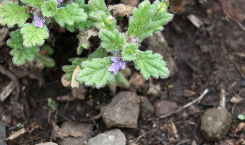 Ajuga sinuata photo 7