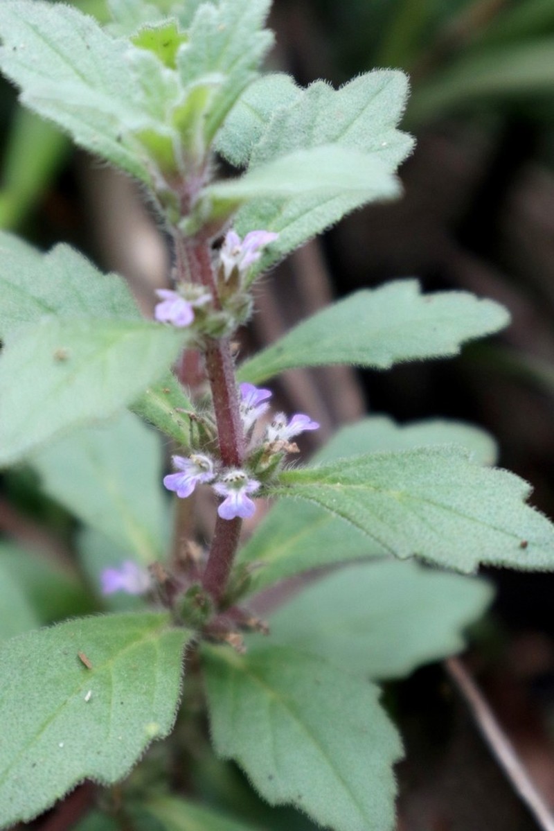 Ajuga sinuata photo 8
