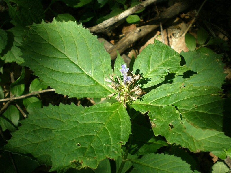 Ajuga spectabilis