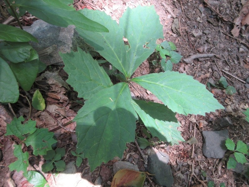 Ajuga spectabilis photo 3