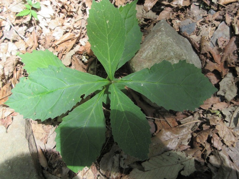 Ajuga spectabilis photo 6