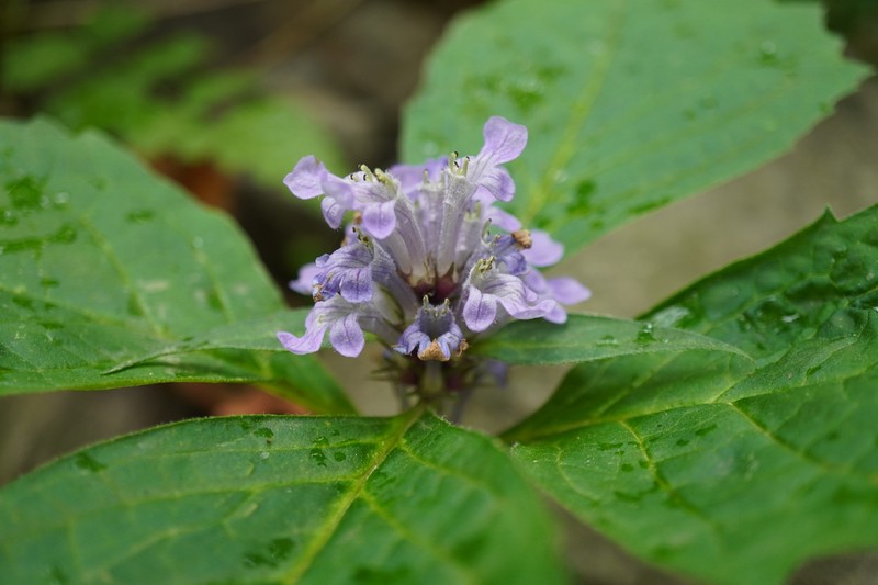Ajuga spectabilis photo 7