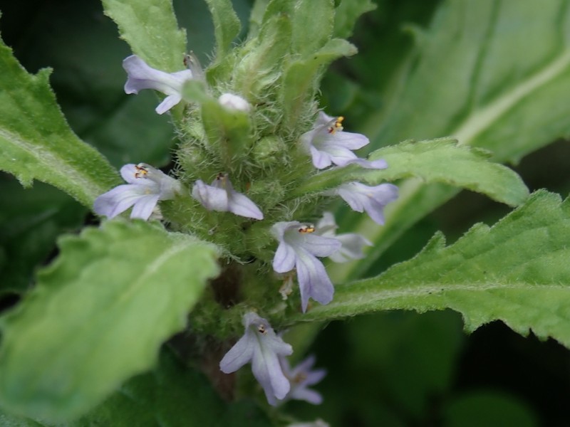 Ajuga taiwanensis