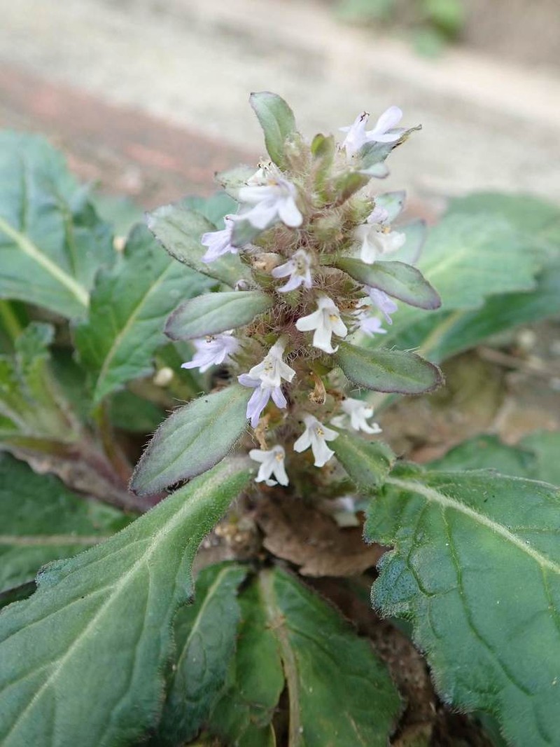 Ajuga taiwanensis photo 2
