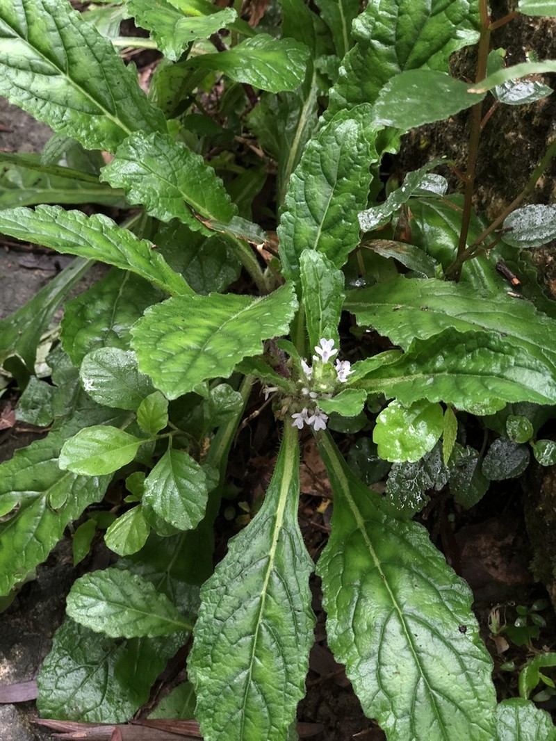 Ajuga taiwanensis photo 3