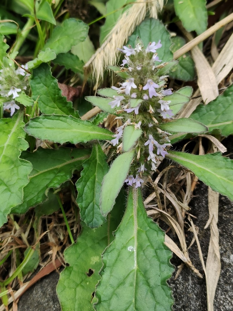 Ajuga taiwanensis photo 4