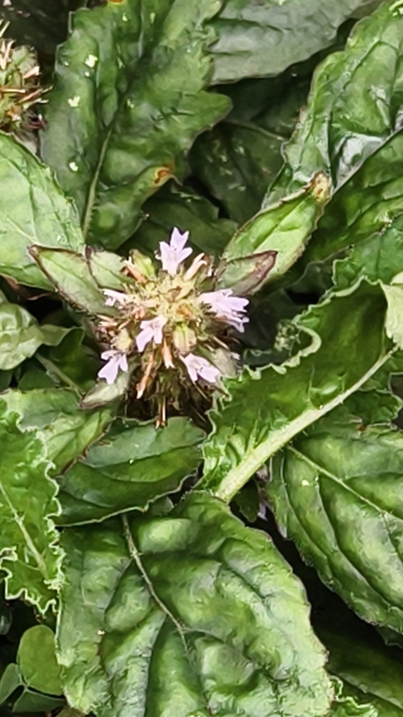 Ajuga taiwanensis photo 5