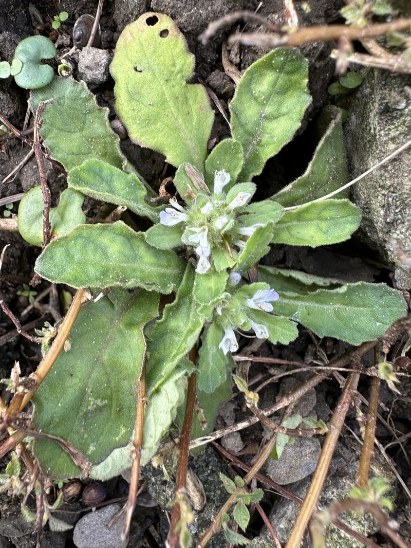 Ajuga taiwanensis photo 6