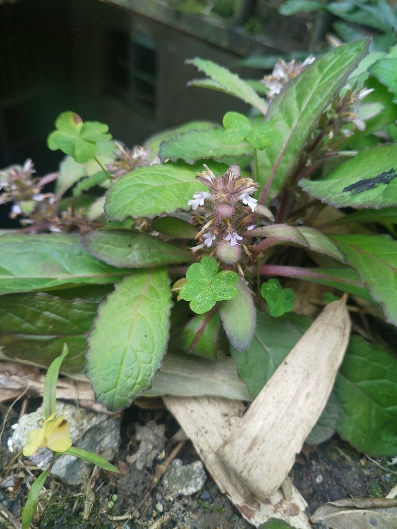 Ajuga taiwanensis photo 7