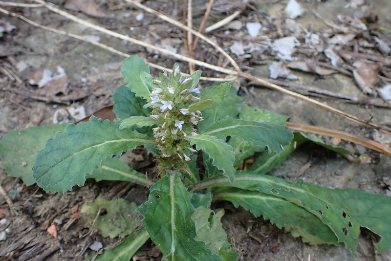 Ajuga taiwanensis photo 8