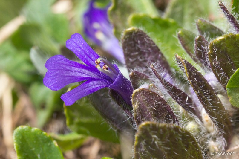 Ajuga tenorei
