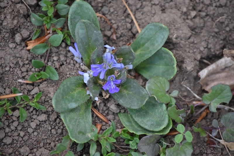 Ajuga tenorei photo 2