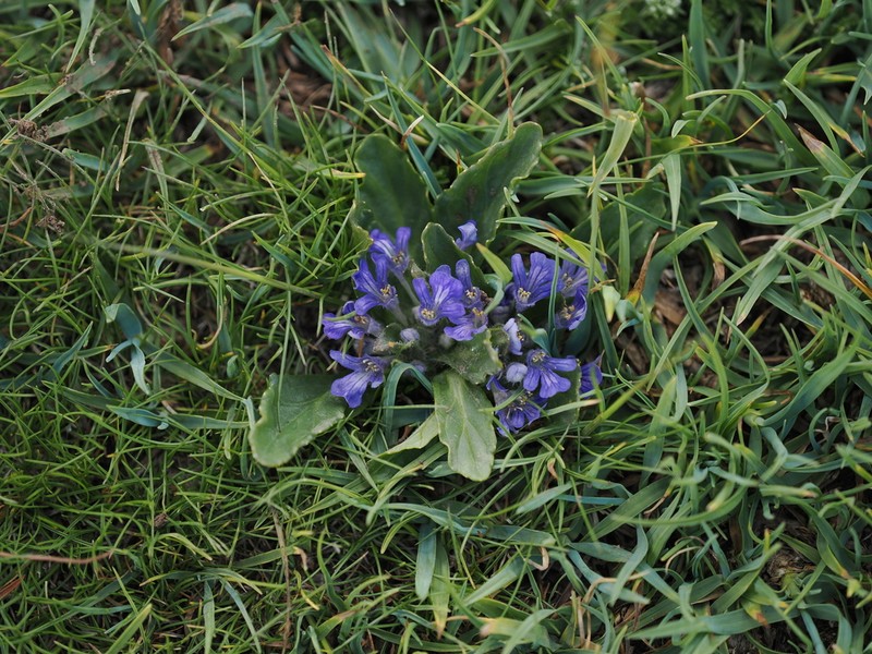 Ajuga tenorei photo 3