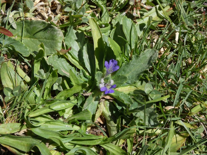 Ajuga tenorei photo 4