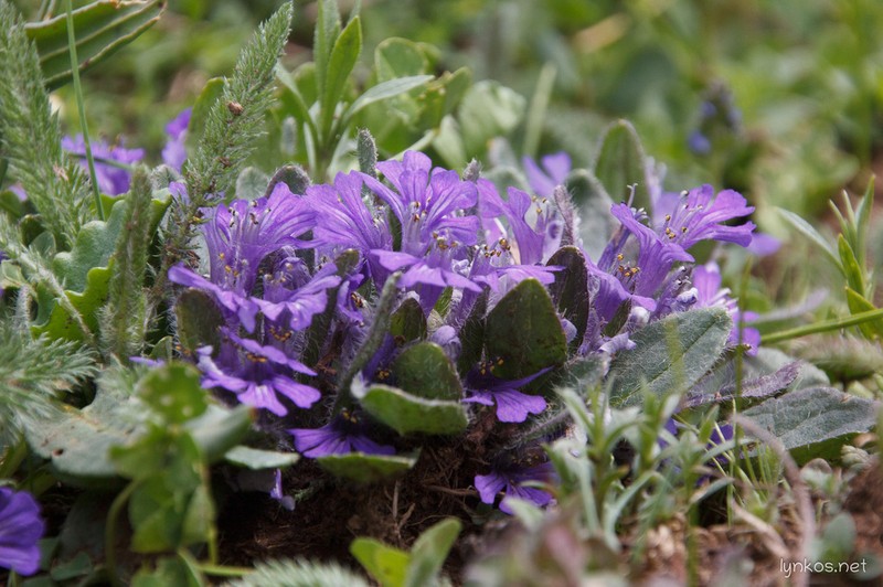 Ajuga tenorei photo 5