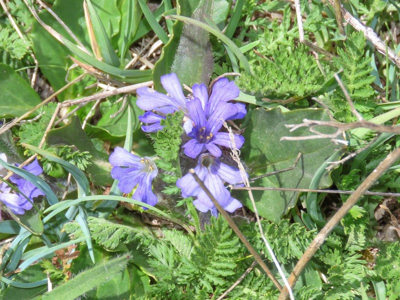 Ajuga tenorei photo 6