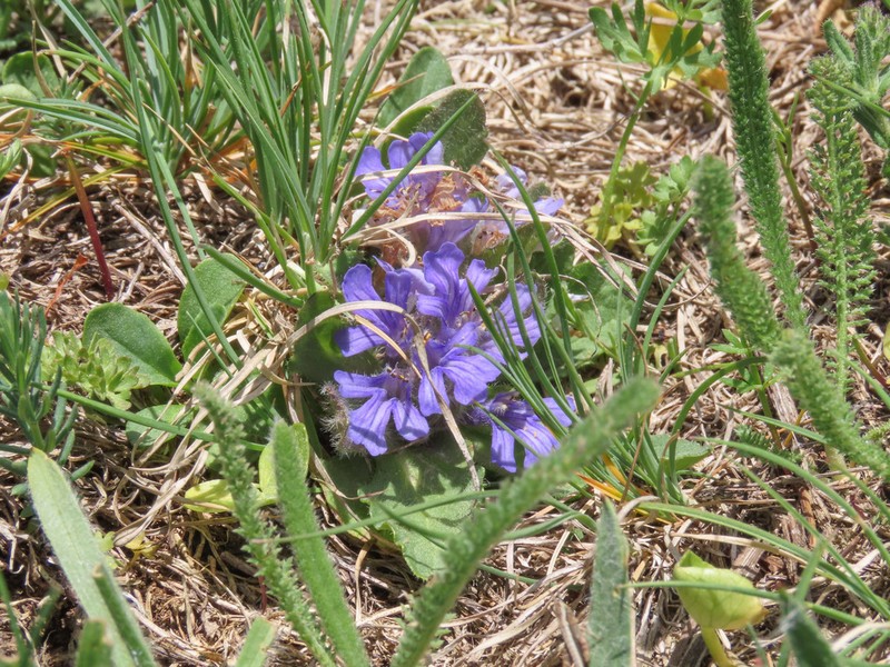 Ajuga tenorei photo 8