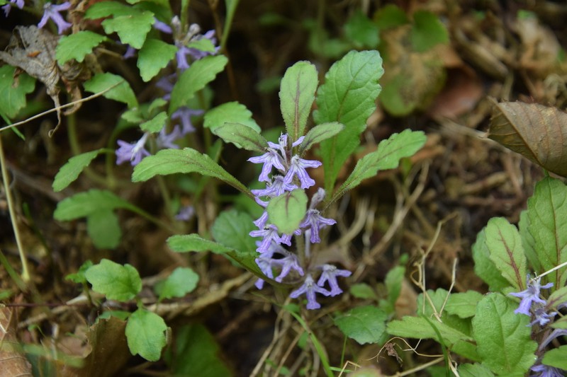 Ajuga tsukubana