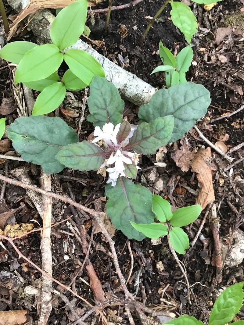 Ajuga tsukubana photo 6
