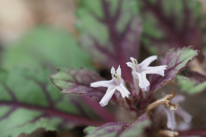 Ajuga tsukubana photo 7
