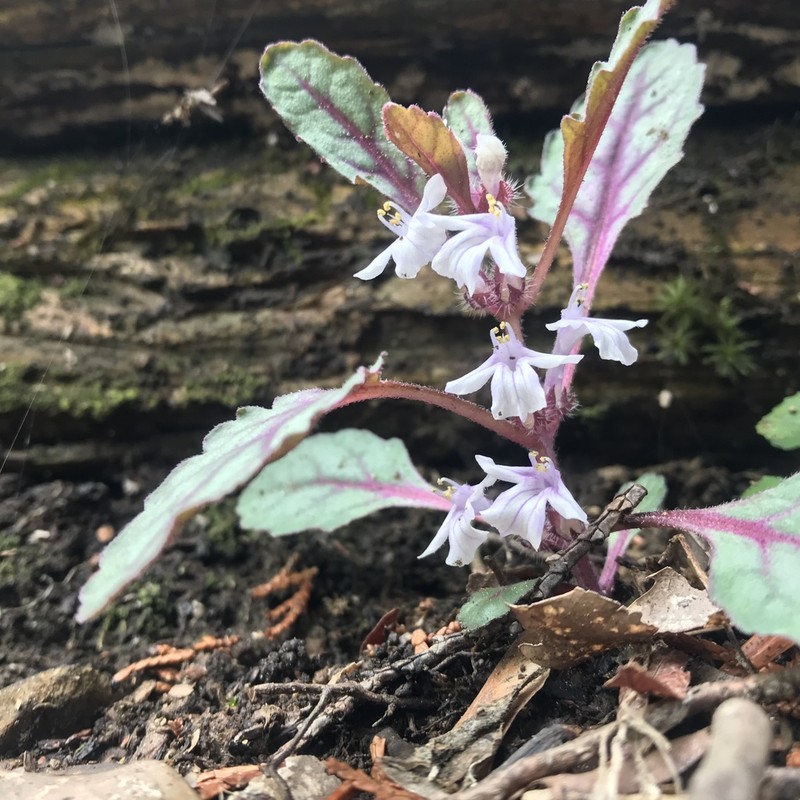 Ajuga tsukubana photo 8