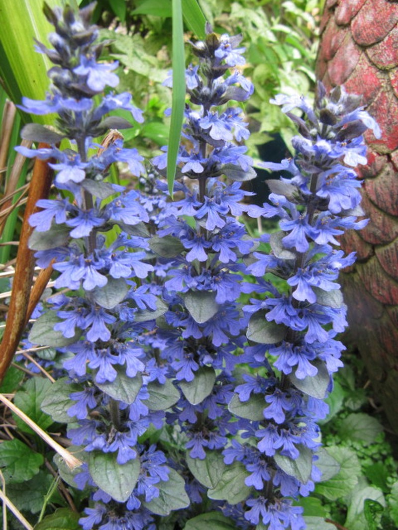 Ajuga turkestanica