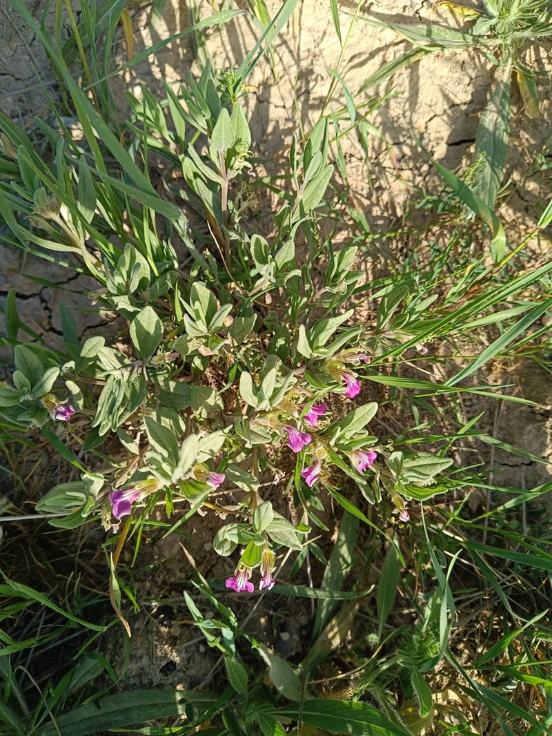 Ajuga turkestanica photo 2