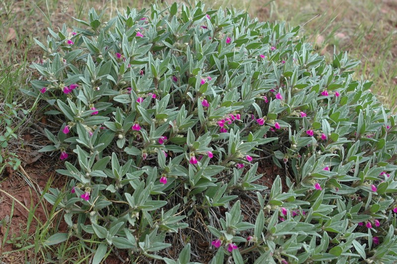 Ajuga turkestanica photo 4