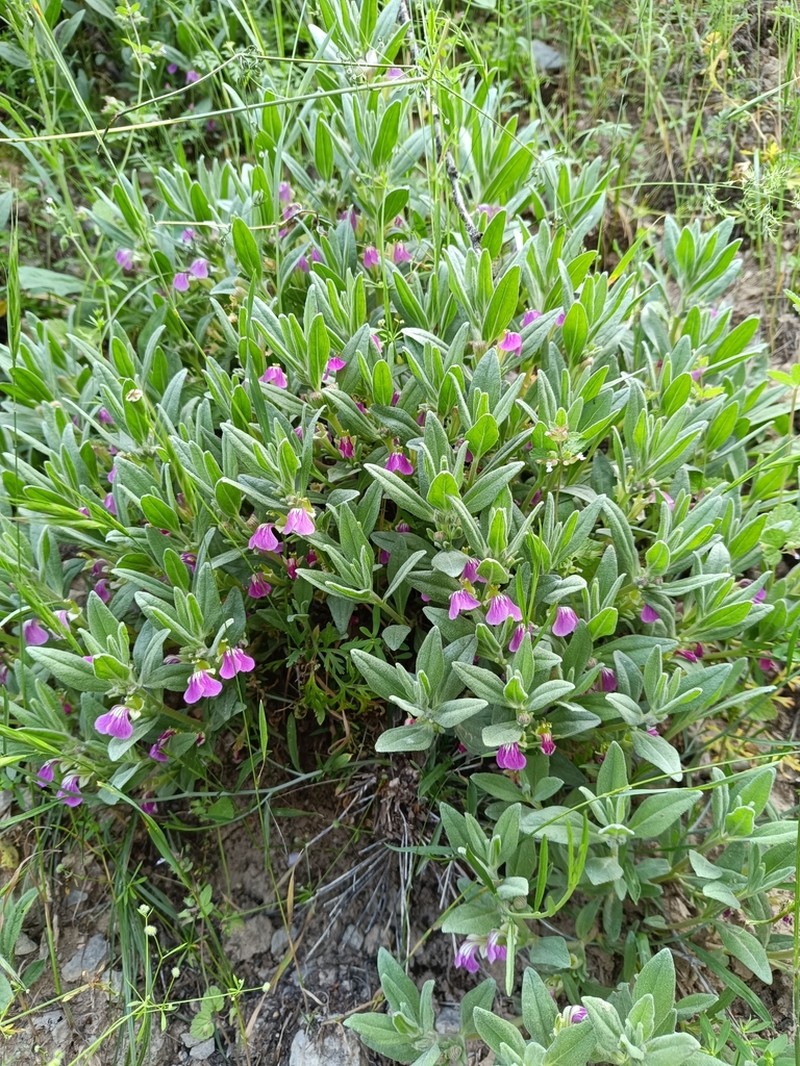 Ajuga turkestanica photo 6