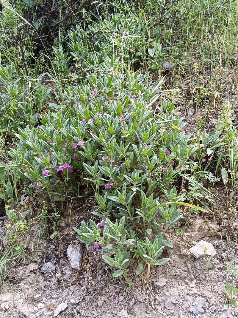 Ajuga turkestanica photo 7