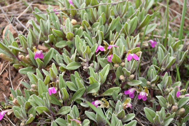 Ajuga turkestanica photo 8