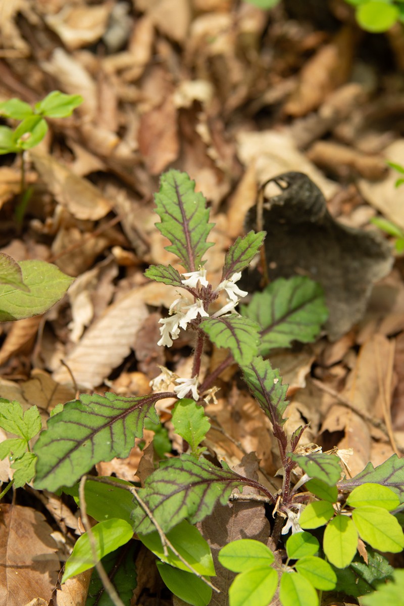 Ajuga yesoensis photo 2
