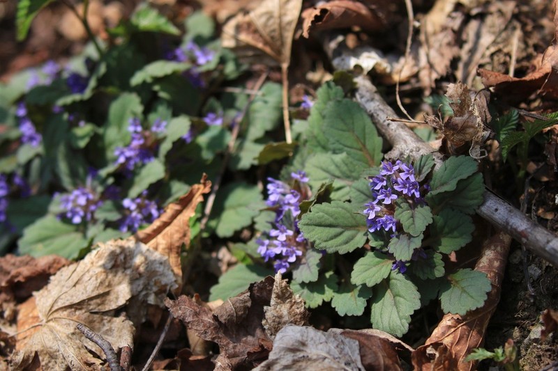 Ajuga yesoensis photo 3