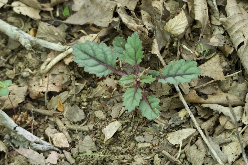 Ajuga yesoensis photo 4