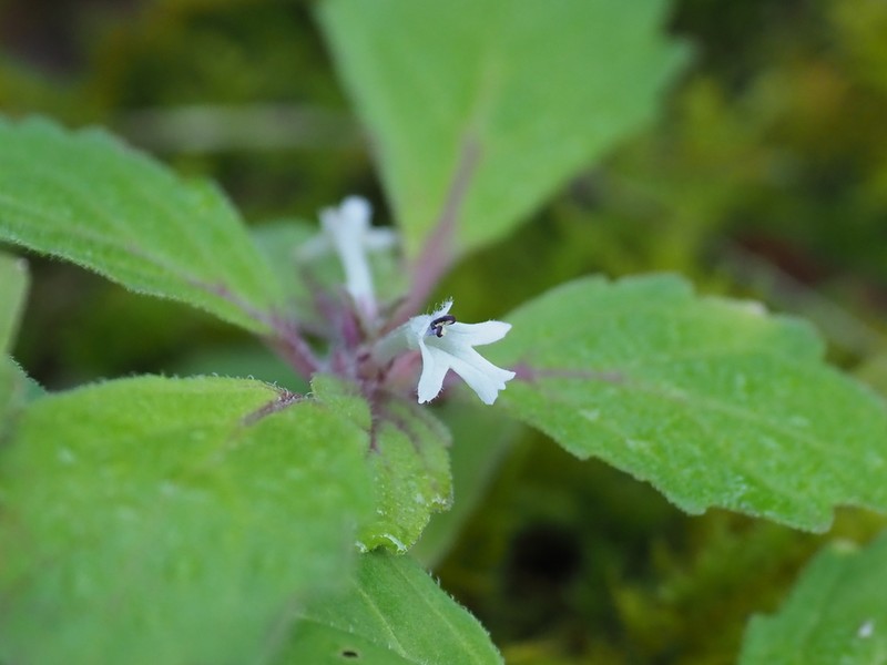 Ajuga yesoensis photo 5
