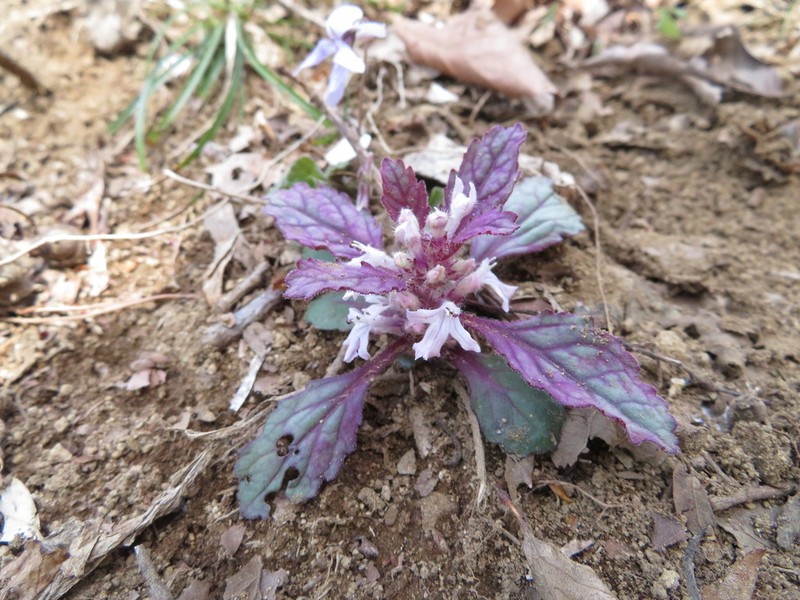 Ajuga yesoensis photo 6