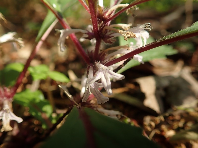 Ajuga yesoensis photo 7