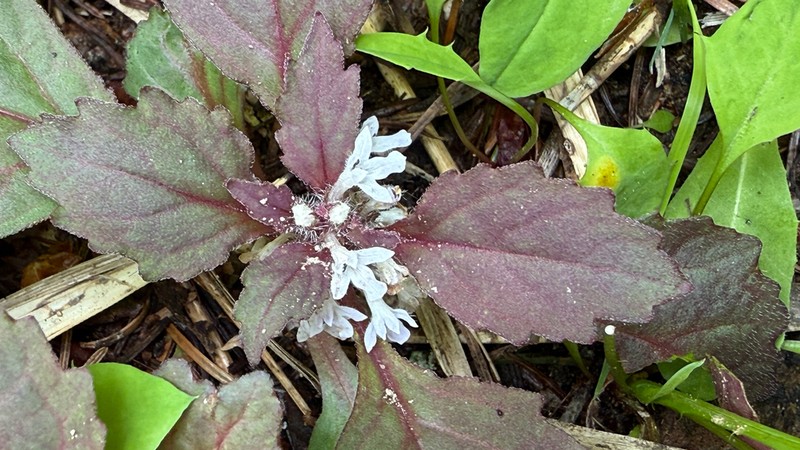 Ajuga yesoensis photo 8