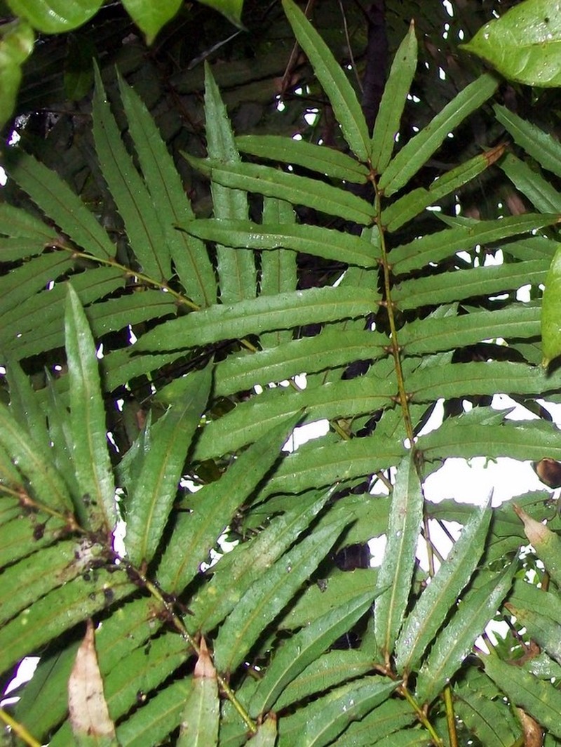Akania bidwillii