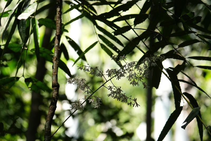 Akania bidwillii photo 2