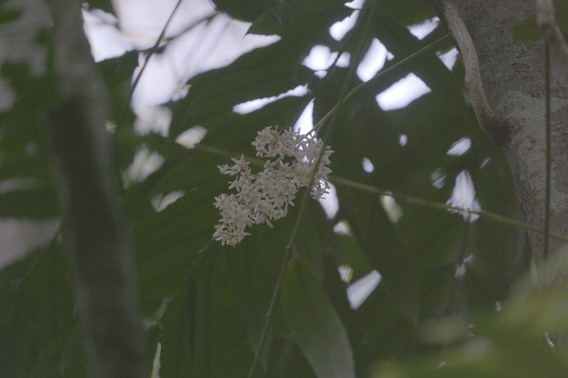 Akania bidwillii photo 3