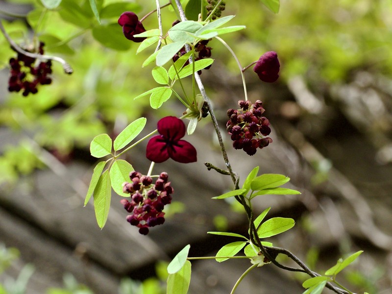 Chocolate Vine