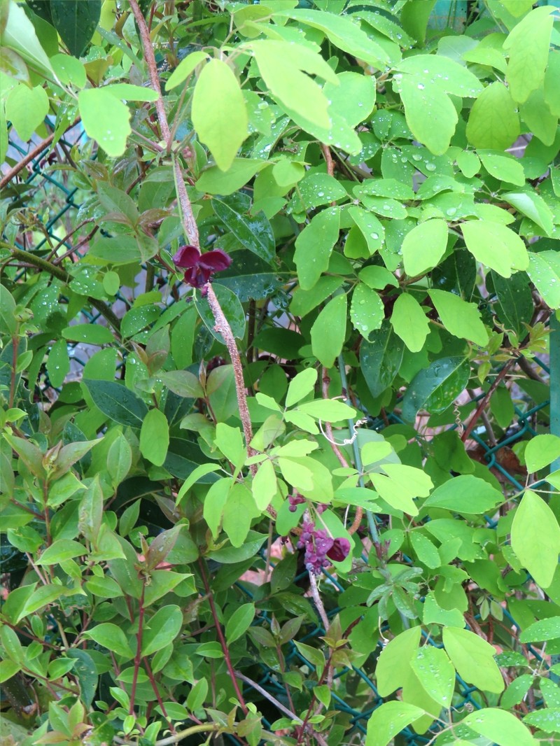Chocolate Vine photo 2