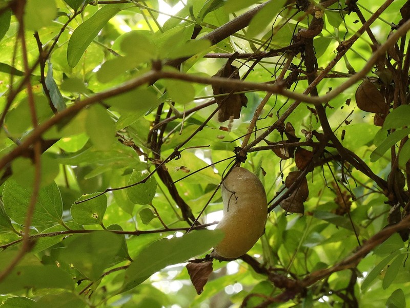 Chocolate Vine photo 3