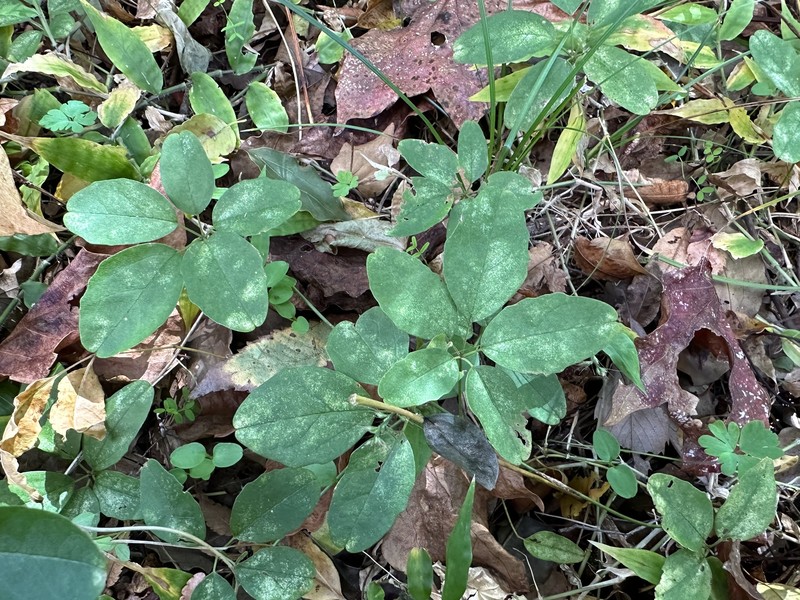 Chocolate Vine photo 4