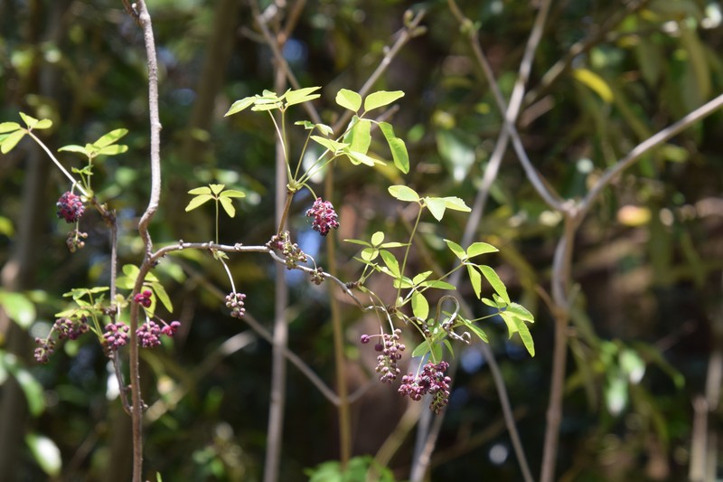 Chocolate Vine photo 5