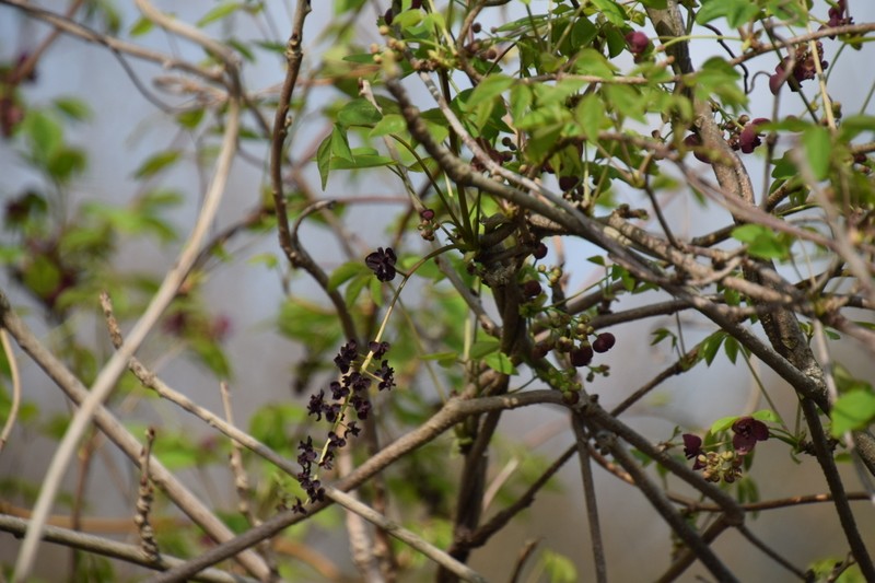Chocolate Vine photo 6